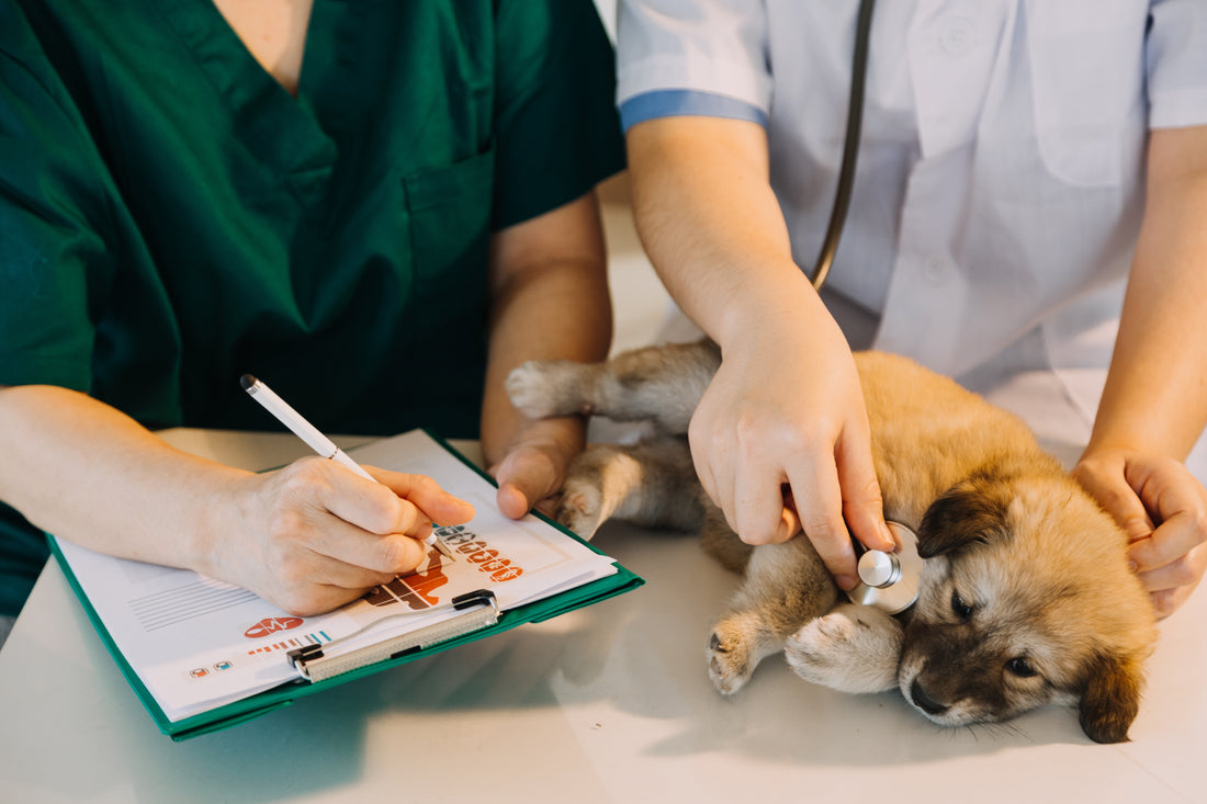 Meglus Pharmaceuticals: Pioneering Veterinary Well-Being